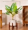 Aglonema Ice With Zen Pot