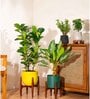 Aglonema Ice With Zen Pot