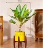 Aglonema Ice With Zen Pot