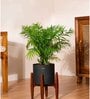 Areca Palm With Zen Pot