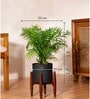 Areca Palm With Zen Pot