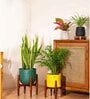 Areca Palm With Zen Pot
