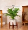 Areca Palm With Zen Pot
