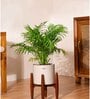 Areca Palm With Zen Pot