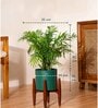 Areca Palm With Zen Pot
