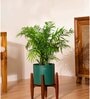 Areca Palm With Zen Pot