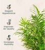 Areca Palm With Zen Pot