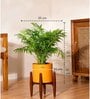 Areca Palm With Zen Pot
