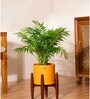 Areca Palm With Zen Pot