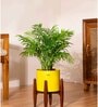 Areca Palm With Zen Pot