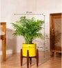 Areca Palm With Zen Pot