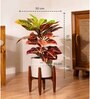 Croton Petra With Zen Pot