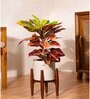 Croton Petra With Zen Pot