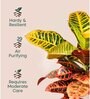 Croton Petra With Zen Pot