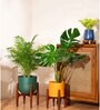 Monstera Deliciosa With Zen Pot