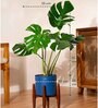 Monstera Deliciosa With Zen Pot
