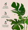 Monstera Deliciosa With Zen Pot