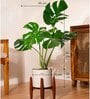 Monstera Deliciosa With Zen Pot