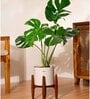 Monstera Deliciosa With Zen Pot