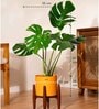 Monstera Deliciosa With Zen Pot