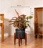 Aglonema Lipistick With Zen Pot