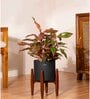 Aglonema Lipistick With Zen Pot
