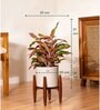 Aglonema Lipistick With Zen Pot