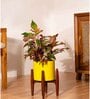 Aglonema Lipistick With Zen Pot