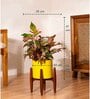 Aglonema Lipistick With Zen Pot