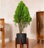 Thuja Plant With Zen Pot