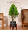 Thuja Plant With Zen Pot