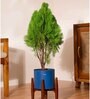 Thuja Plant With Zen Pot