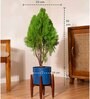 Thuja Plant With Zen Pot