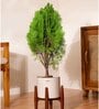 Thuja Plant With Zen Pot