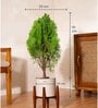 Thuja Plant With Zen Pot