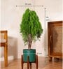 Thuja Plant With Zen Pot