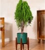 Thuja Plant With Zen Pot