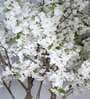 8.2Ft Artificial White Cherry Blossom Tree Plant with Pot