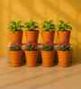 8 Pcs Red Terracotta 3.5 Inchs Planters