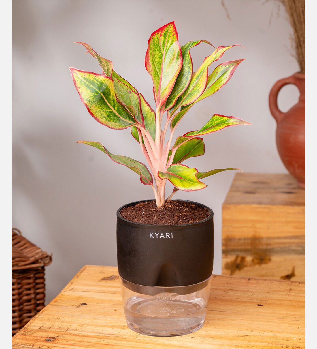 Buy Aglaonema Lipstick Plant With Self Watering Pot - Black at 60% OFF by  Kyari | Pepperfry