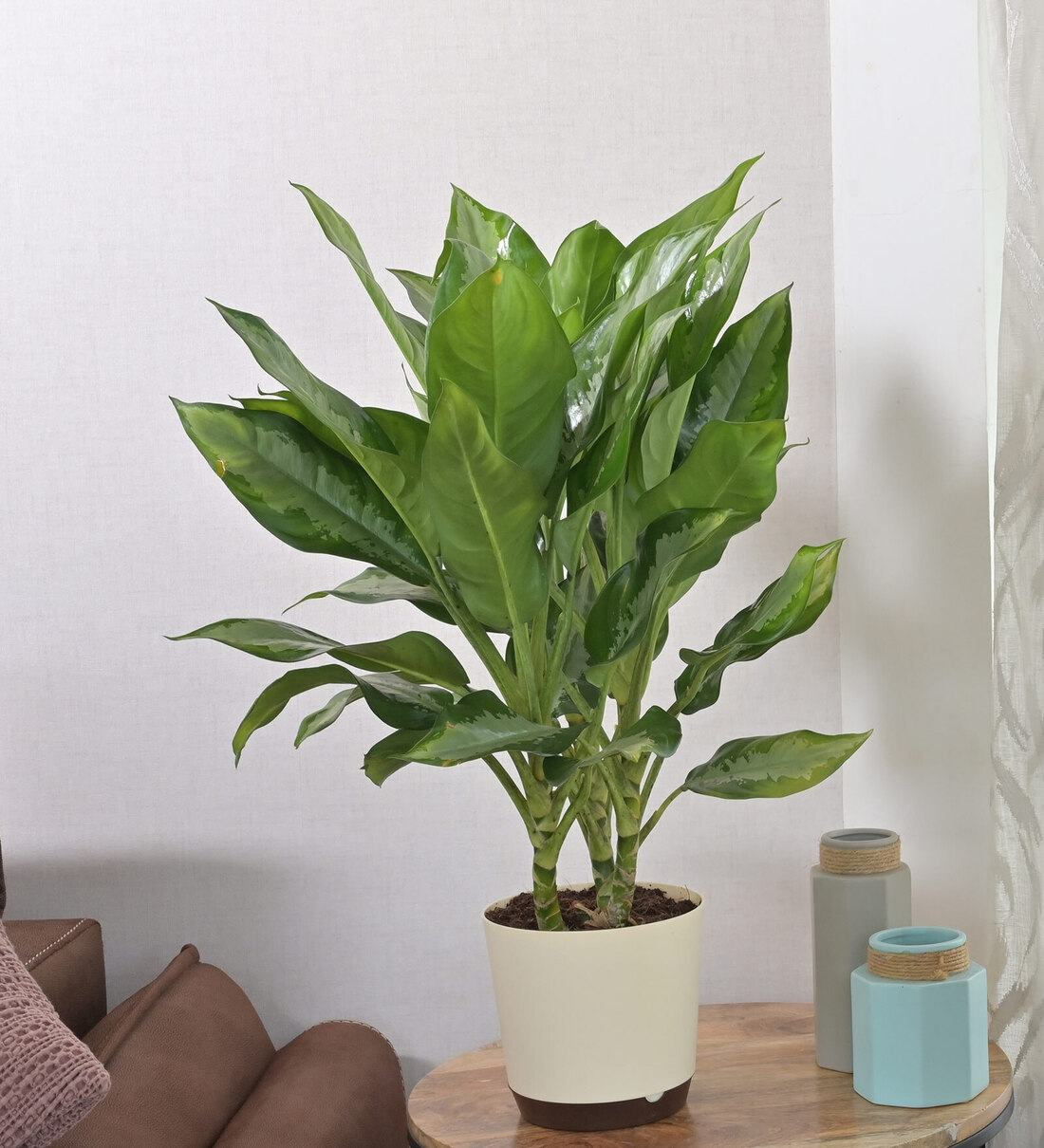 Buy Aglaonema Manila Beauty Natural Plant in White Self Watering ...