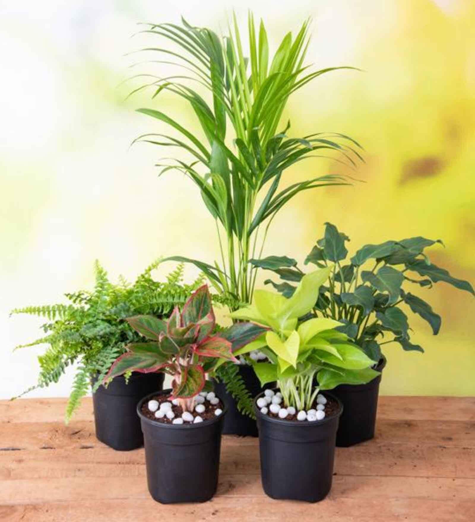 Aglaonema Lipstick , Nephrolepis Exaltata (Green) Fern , Areca Palm , Money Golden, Philodendron Green Natural Plant