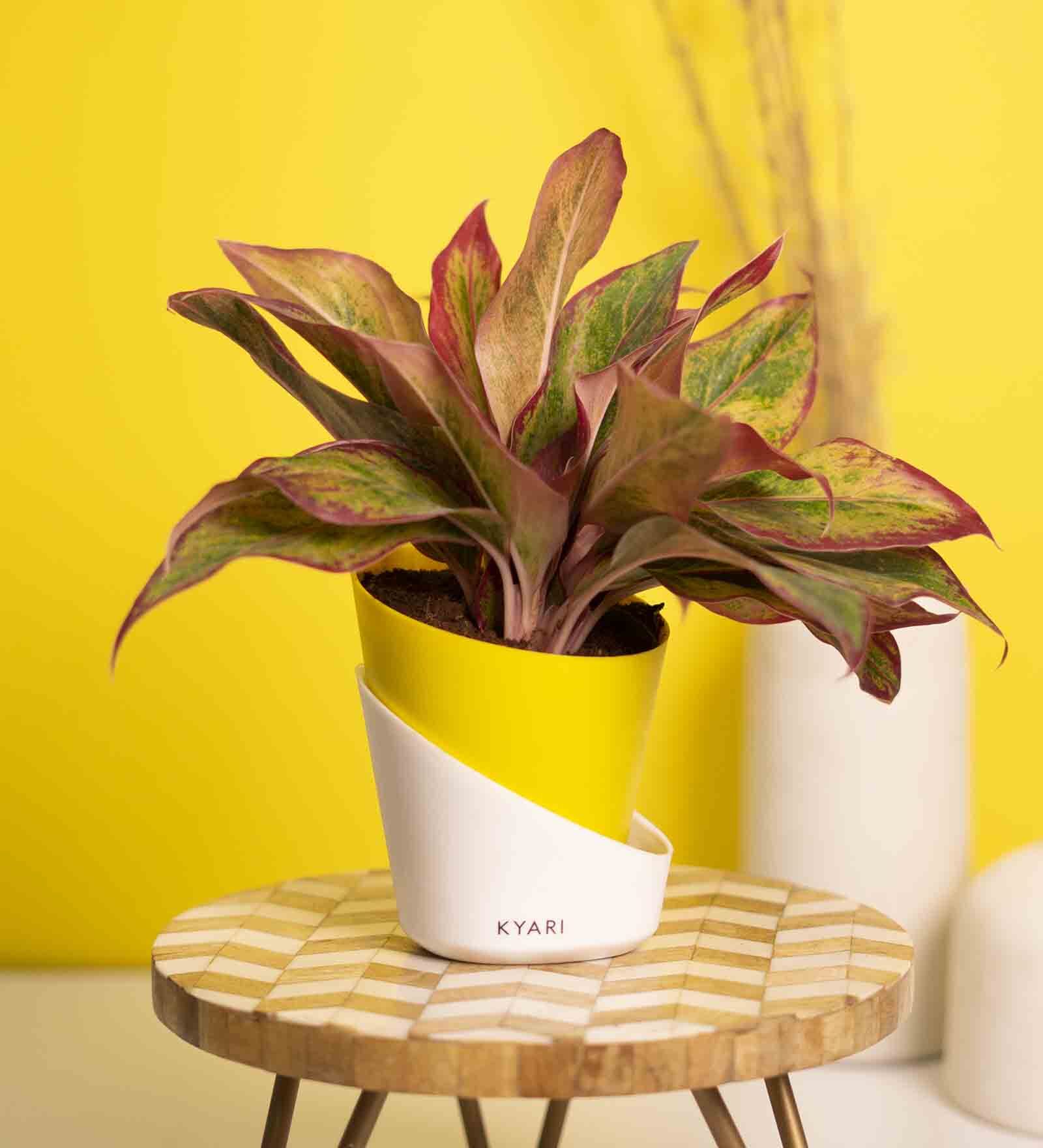 Aglaonema Lipstick Small Natural Plant with High Quality Plastic Pot
