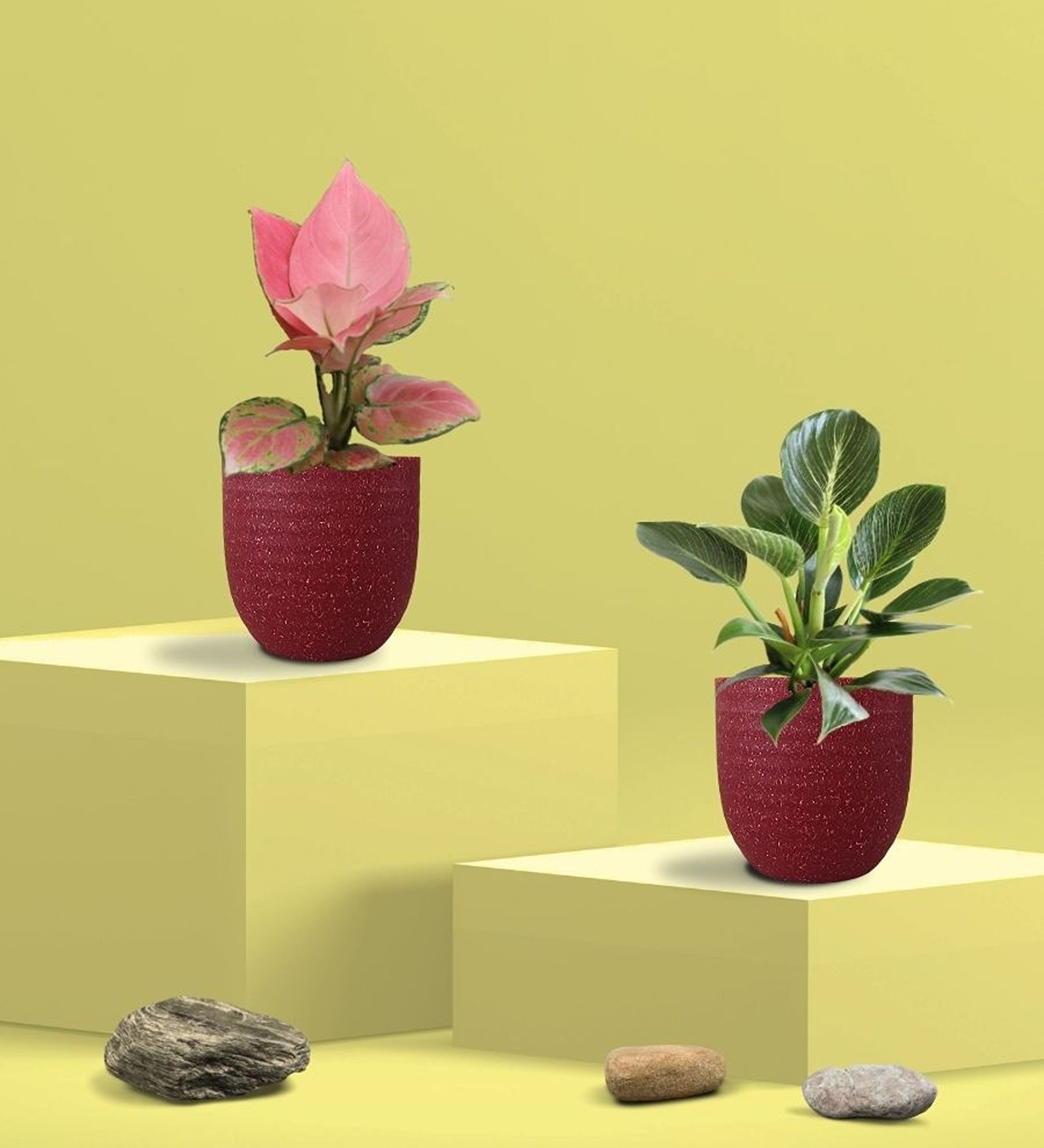 Aglaonema Pink and Birkin Plants Combo in Eco Pot