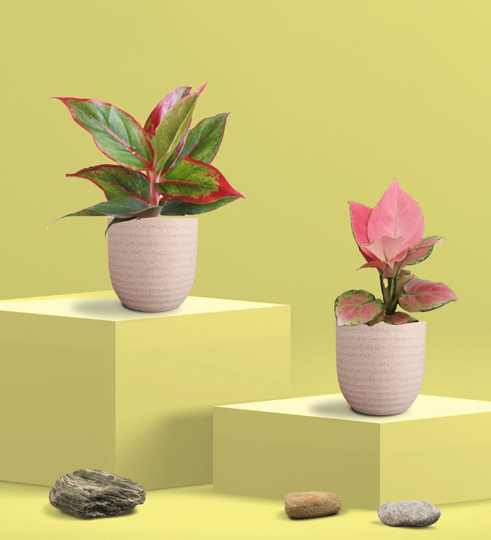 Aglaonema Pink and Lipstick Plants Combo in Eco Pot