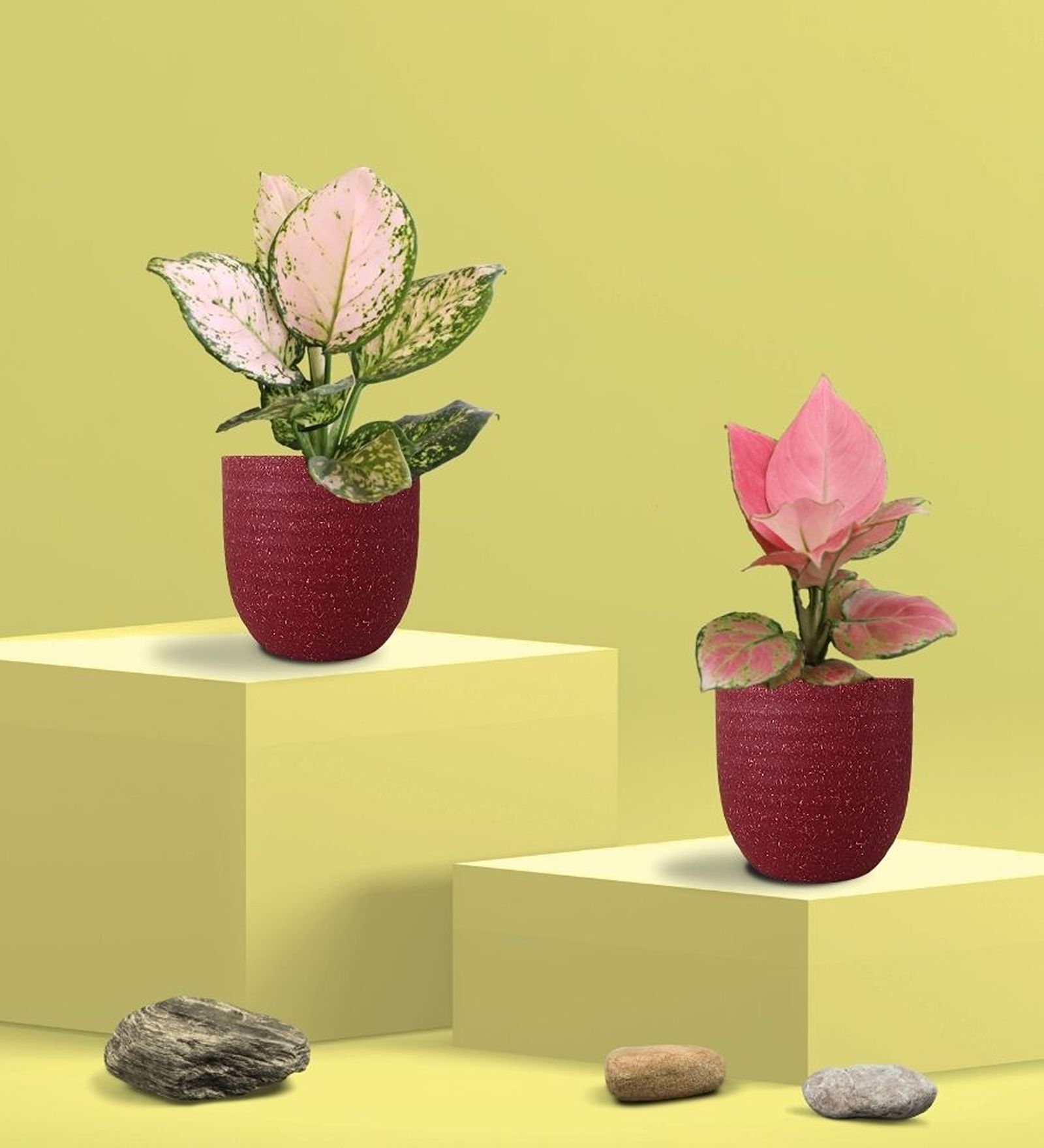 Aglaonema Pink and Wishes Plants Combo in Eco Pot