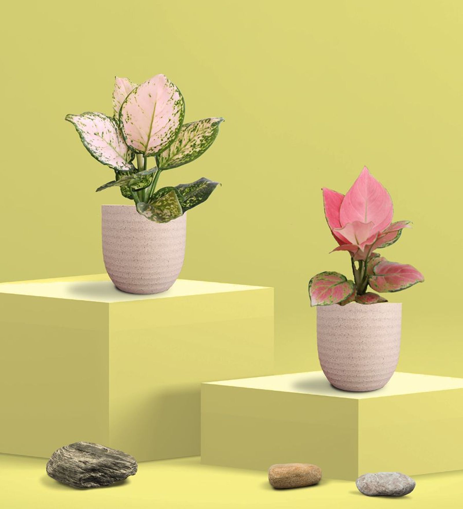 Aglaonema Pink and Wishes Plants Combo in Eco Pot