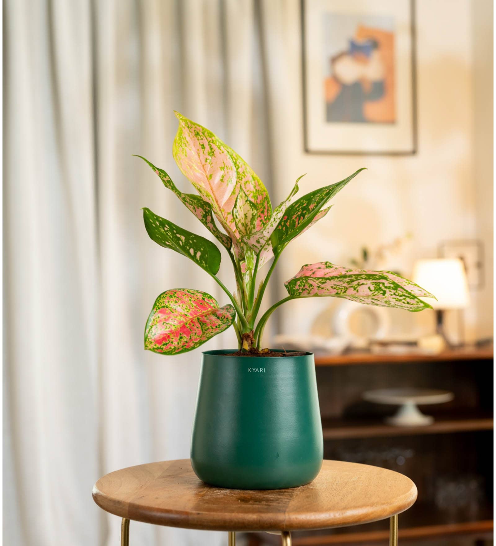 Aglaonema Pink Valentine Plant With Aura Metal Pot- Green