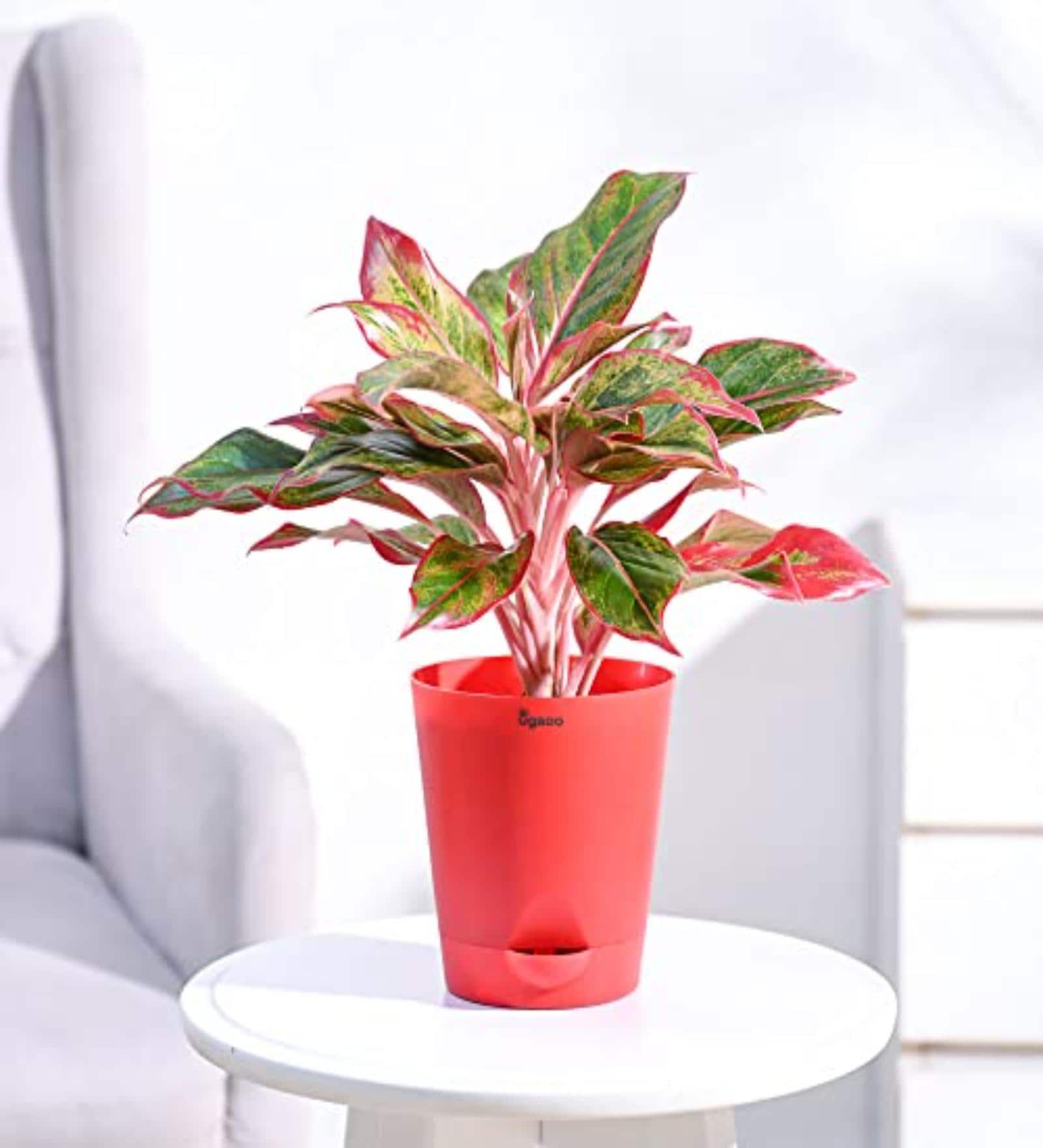 Aglaonema Red Medium Natural Plant In Ivory Self Watering Plastic Pot