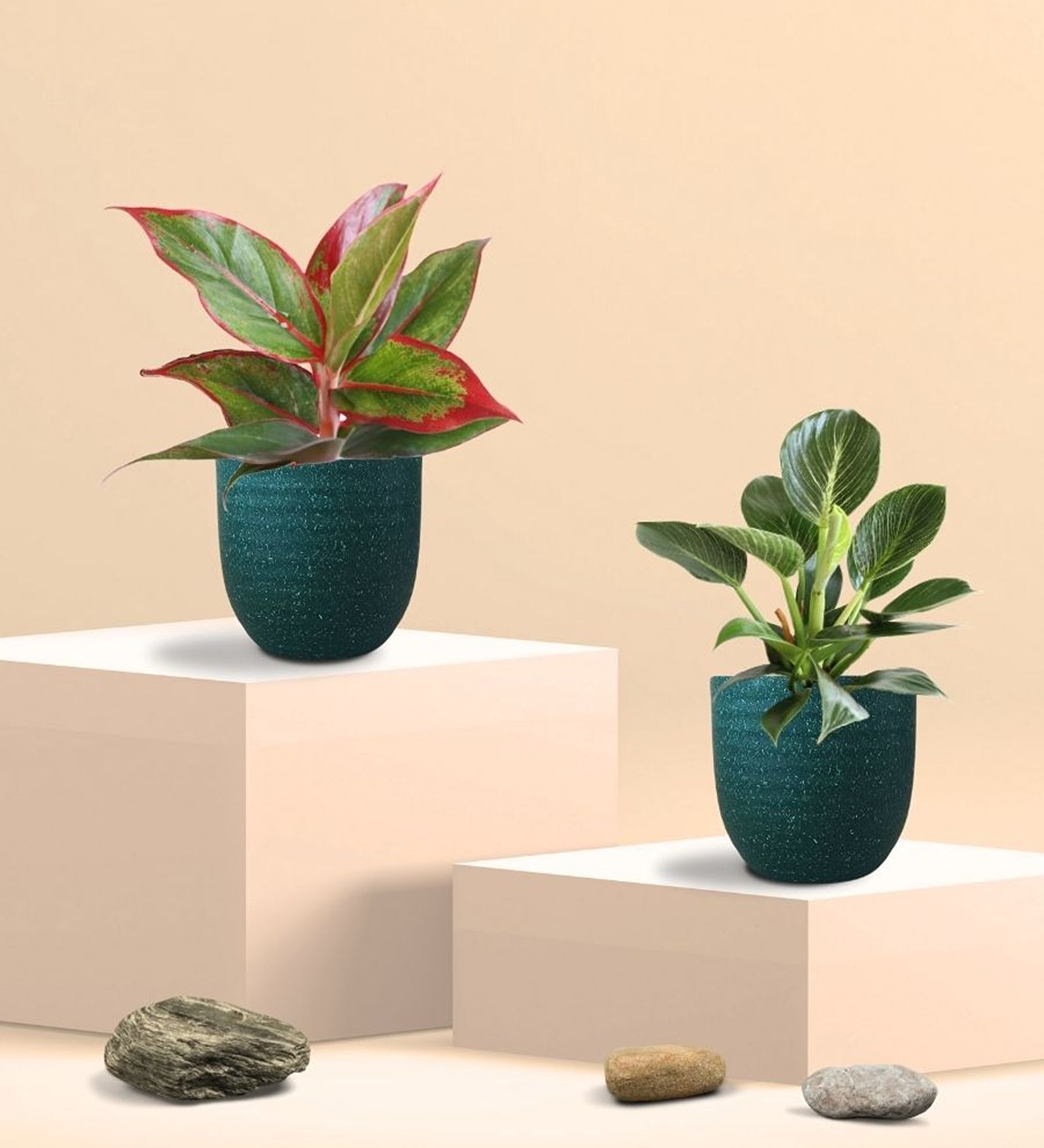 Aglaonema Red Plant and Birkin Plant in Eco Pot